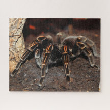 Aranha Tarantula de joelho achatado