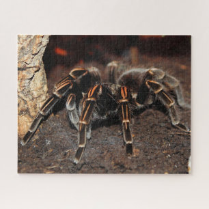 Quebra-cabeça Aranha Tarantula de joelho achatado