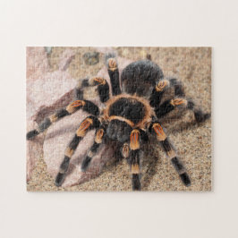 Quebra-cabeça Aranha Tarantula do Joelho Vermelho mexicano