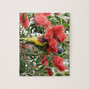 QUEBRA-CABEÇA ARCO-ÍRIS LORIKEET QUEENSLAND RURAL AUSTRÁLIA