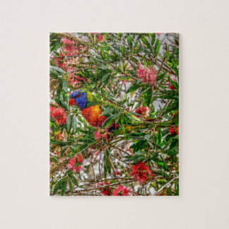 QUEBRA-CABEÇA ARCO-ÍRIS LORIKEET QUEENSLAND RURAL AUSTRÁLIA
