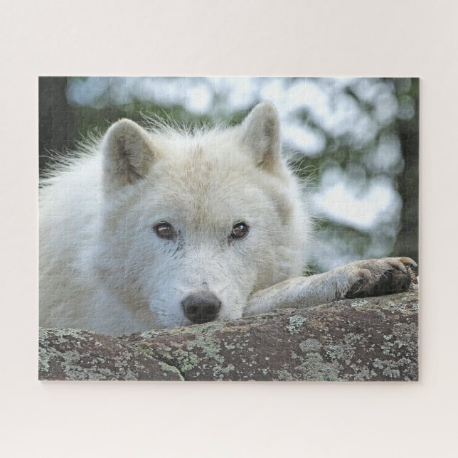 Quebra-cabeça ARCTIC WOLF 16x20 POLEGADAS (Horizontal)