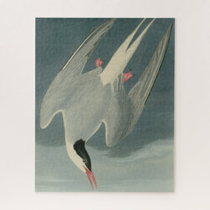 Quebra-cabeça Ártico Terno das Aves da América de Audubon
