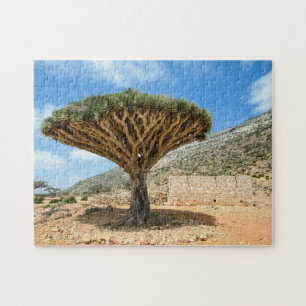 Quebra-cabeça Árvore do sangue de dragão, ilha de Socotra, Yem