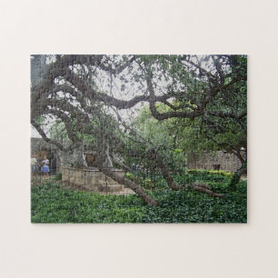 Quebra-cabeça Árvore do Tendril no Alamo, San Antonio, Texas