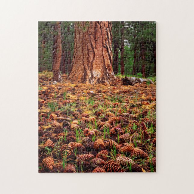 Quebra-cabeça Árvore Ponderosa madura com pinhas (Vertical)