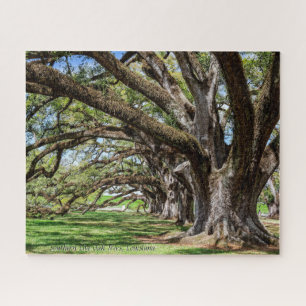 Quebra-cabeça Árvores de Carvalho do Sul Vivas da Louisiana