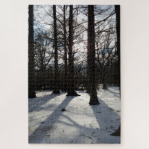 Árvores de inverno à luz do sol e à neve