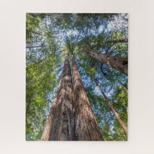 Quebra-cabeça Árvores de Sequoia   Condado de Marin, Califórnia