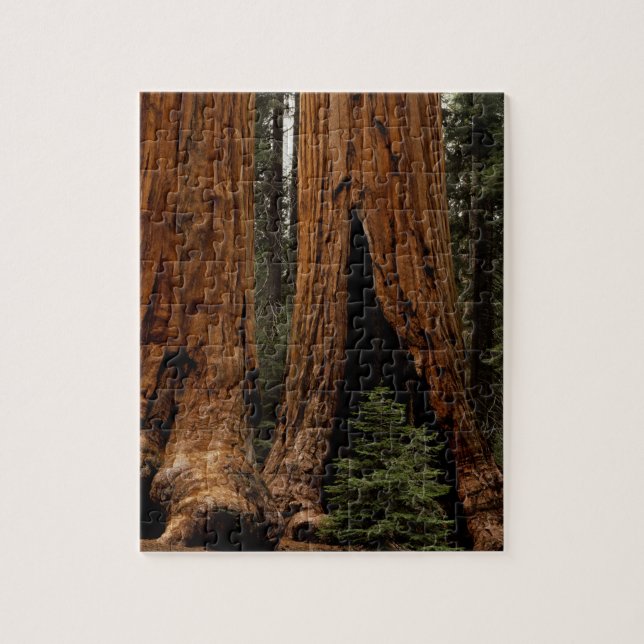 Quebra-cabeça Árvores Redwood, Parque Nacional Sequoia. (Vertical)