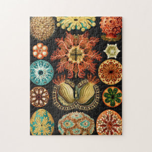 Quebra-cabeça Ascidiae, Seescheiden Marine Life by Ernst Haeckel