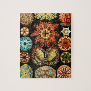 Quebra-cabeça Ascidiae, Seescheiden Marine Life por Ernst Haecke