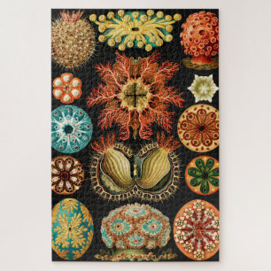 Quebra-cabeça Ascidiae, Seescheiden Marine Life por Ernst Haecke