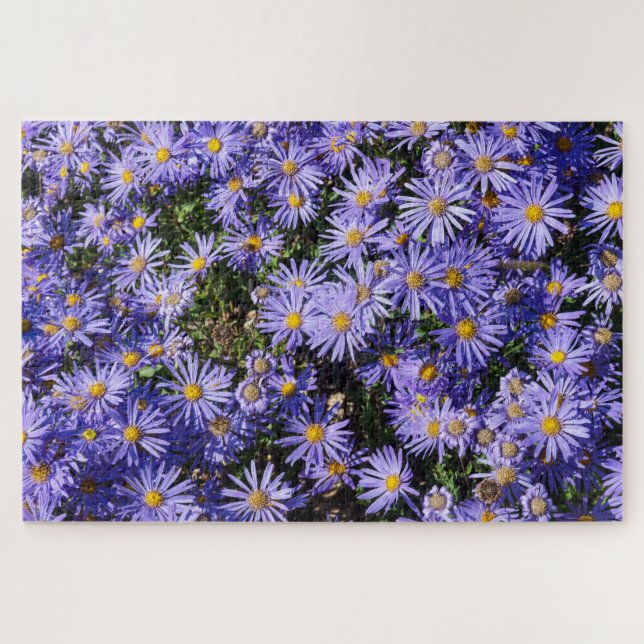 Quebra-cabeça Áster amellus ‘Moerheim gem’ (Horizontal)