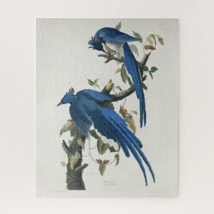 Quebra-cabeça Audubon Columbia Jay Black Throated Magpie Jay