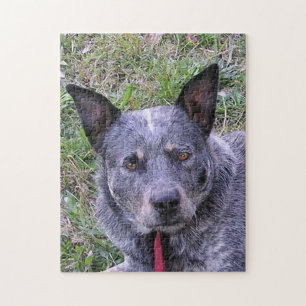 Quebra-cabeça Australian_cattle_dog blue.png