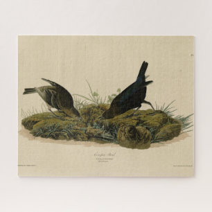 Quebra-cabeça Ave-caneta-Vaca (Cowbird) Aves da América