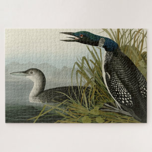 Quebra-cabeça Aves de Audubon do Norte Diver Loon da América