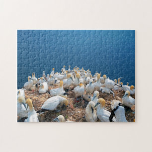 Quebra-cabeça Aves marinhas