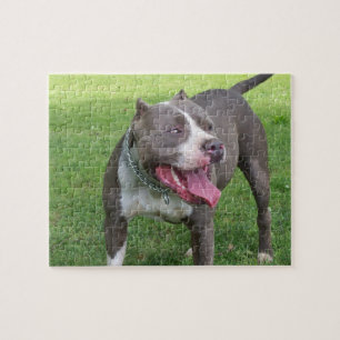 QUEBRA-CABEÇA AZUL DE PITBULL