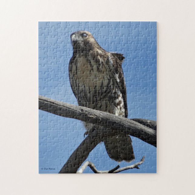 Quebra-cabeça B54 Falcão-de-Swainson (Vertical)