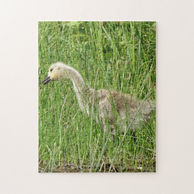 Quebra-cabeça B58 Canada Goose Gosling in the Grass (Vertical)