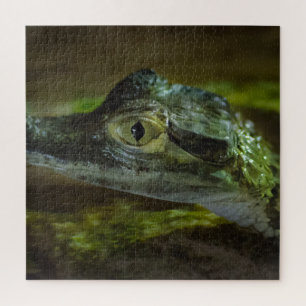 Quebra-cabeça Baby Crocodile Swimming in Water