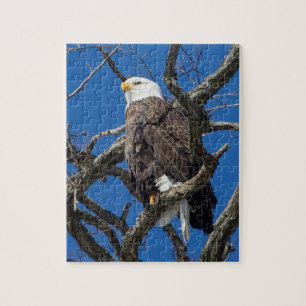 Quebra-cabeça Bald Eagle