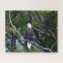 Quebra-cabeça Bald Eagle Grand Teton National Park Wyoming.