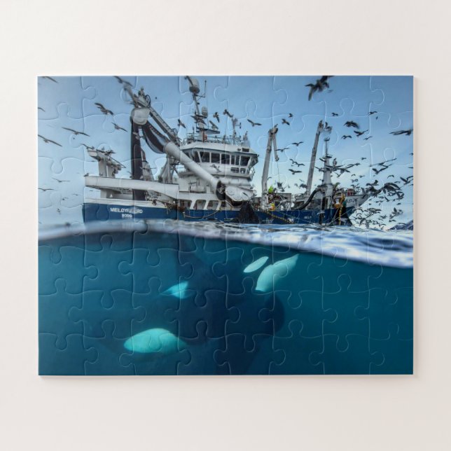 Quebra-cabeça Baleia Assassina Orca Barco de Pesca Comercial Oce (Horizontal)