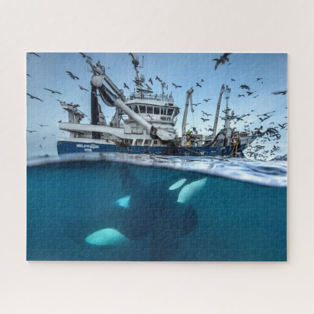 Quebra-cabeça Baleia Assassina Orca Barco de Pesca Comercial Oce (Horizontal)
