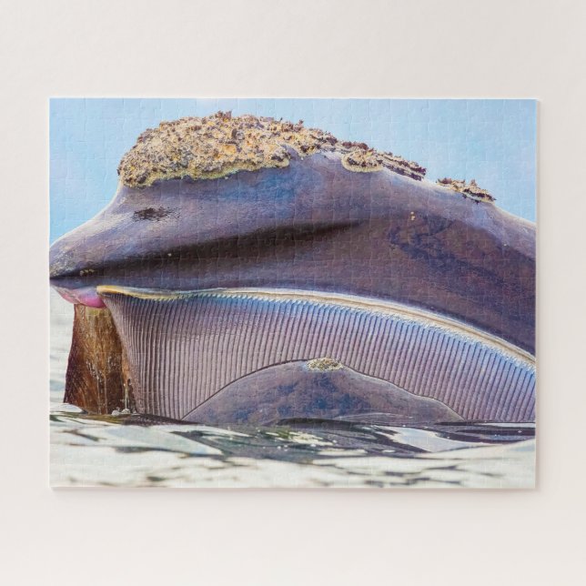 Quebra-cabeça Baleia de barbatana (Horizontal)