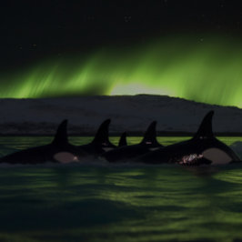 Quebra-cabeça Baleias Assassinas Sob a Aurora - Orca
