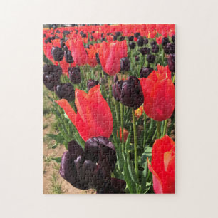 Quebra-cabeça Ballerina e Rainha das Tulipas Noturnas
