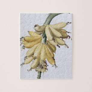 Quebra-cabeça Banana, 1816