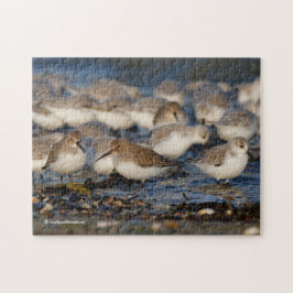 Quebra-cabeça Bando de Dunlins e Sanderlings na Praia