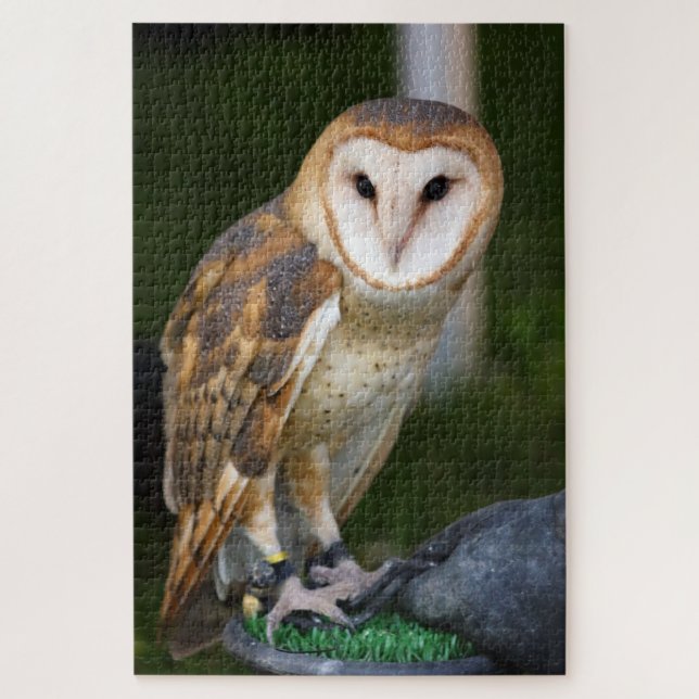Quebra-cabeça Barn Owl (Vertical)