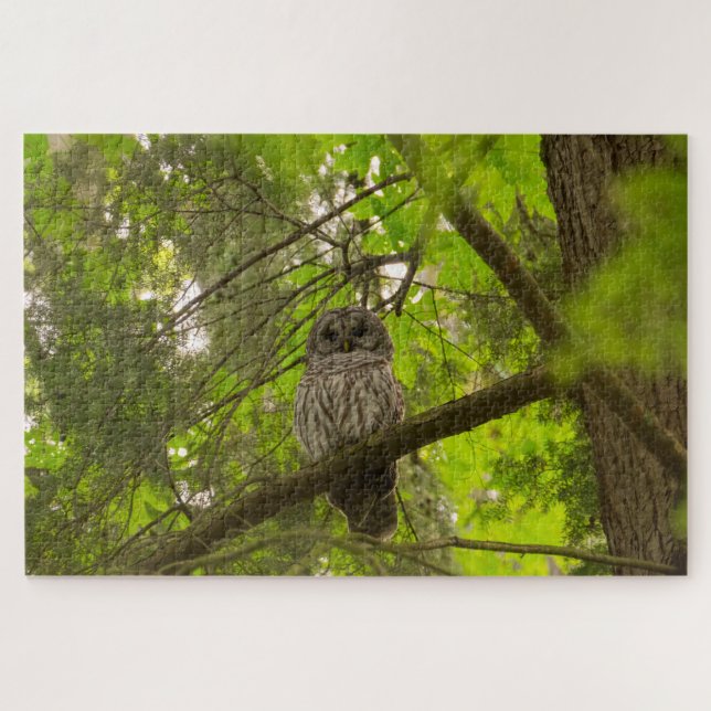 Quebra-cabeça Barred Owl (Horizontal)