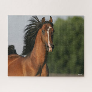 Quebra-cabeça Bay Morgan Horse Headshot Fluindo Mane