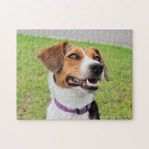 Quebra-cabeça Beagle