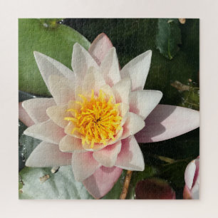Quebra-cabeça Beautiful Creamy Pink Water Lily, Lotus Blossom