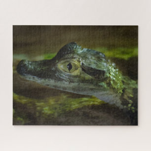 Quebra-cabeça Bebê Crocodilo Nadando na Água