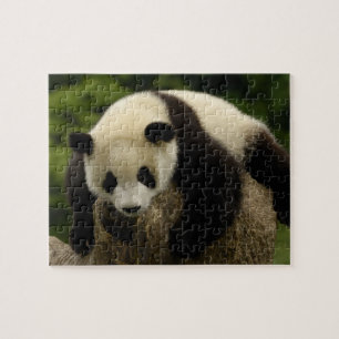 Quebra-cabeça Bebê de panda gigante (Ailuropoda melanoleuca)