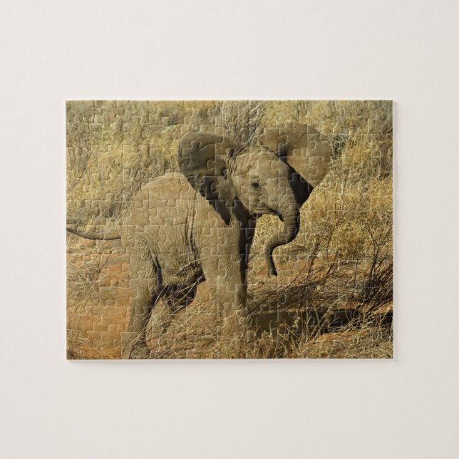 Quebra-cabeça Bebê Elefante Africano, Loxodonta Africana, (Horizontal)