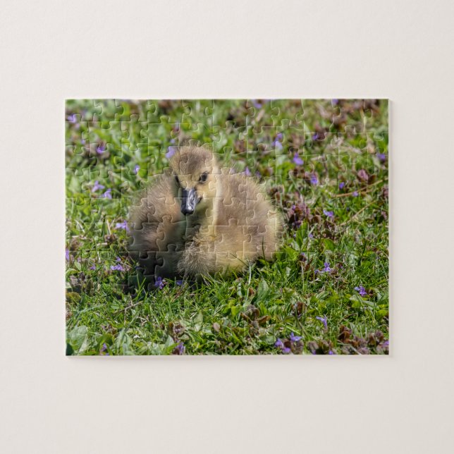 Quebra-cabeça Bebê ganso (Gosling) (Horizontal)