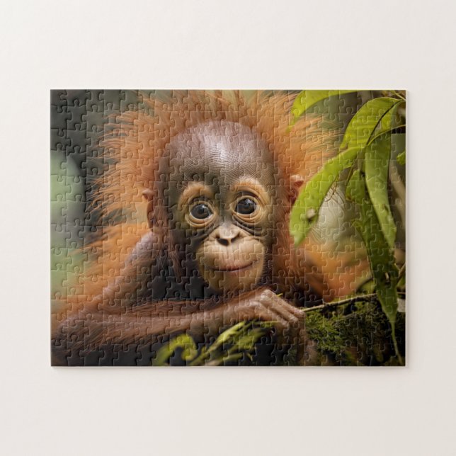 Quebra-cabeça Bebê Orangutan (Horizontal)