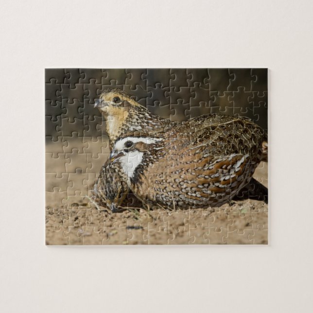 Quebra-cabeça bebês de codorna Northern Bobwhite no lago para be (Horizontal)