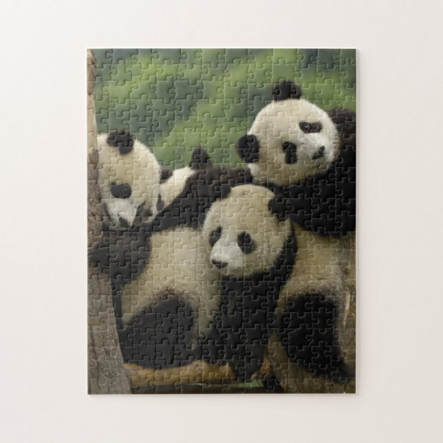 Quebra-cabeça bebês de panda gigante (Ailuropoda melanoleuca) (Vertical)