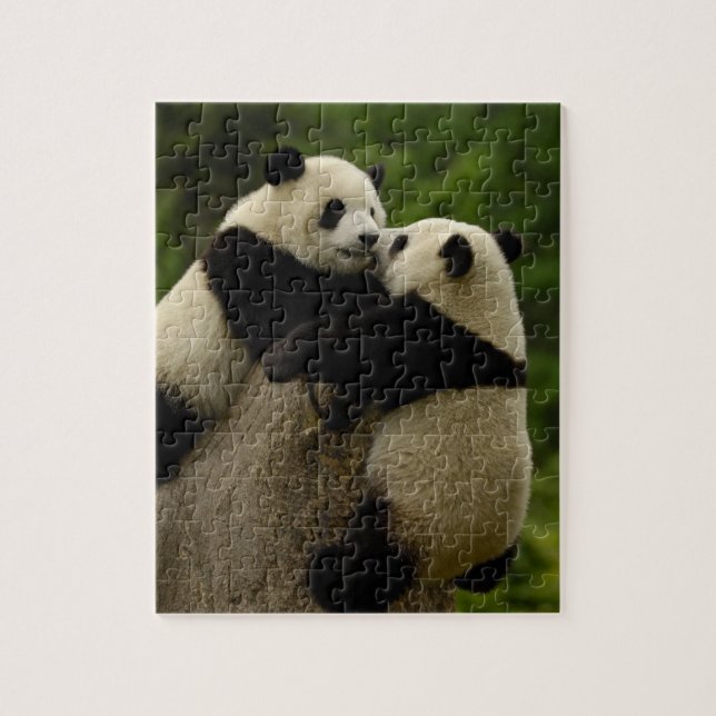 Quebra-cabeça Bebês de panda gigante (Ailuropoda melanoleuca) (Vertical)