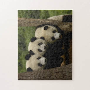 Quebra-cabeça bebês de panda gigante Ailuropoda melanoleuca)